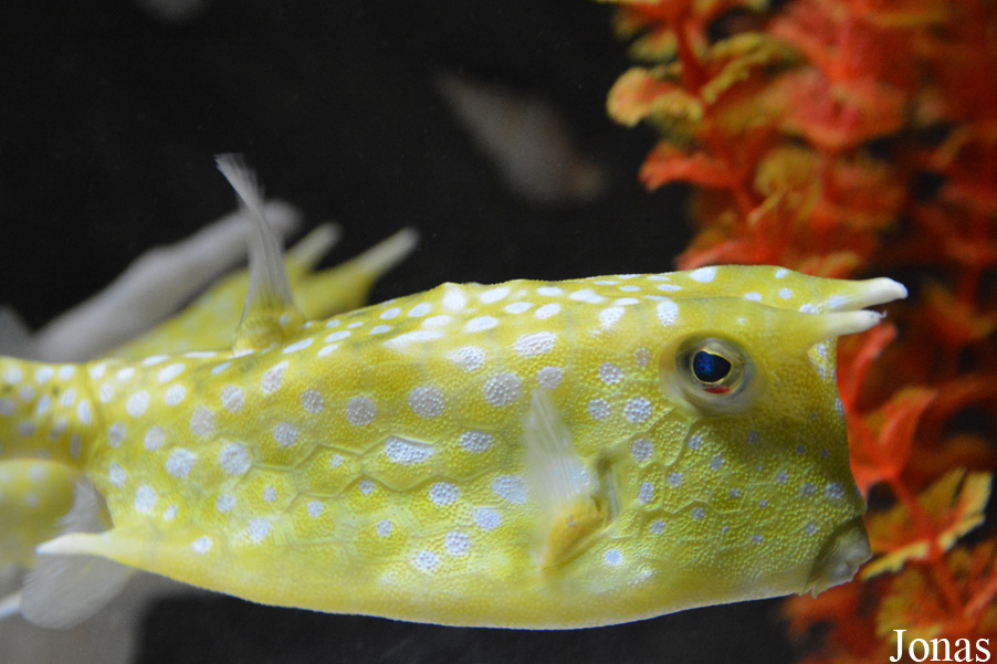 Lactoria cornuta