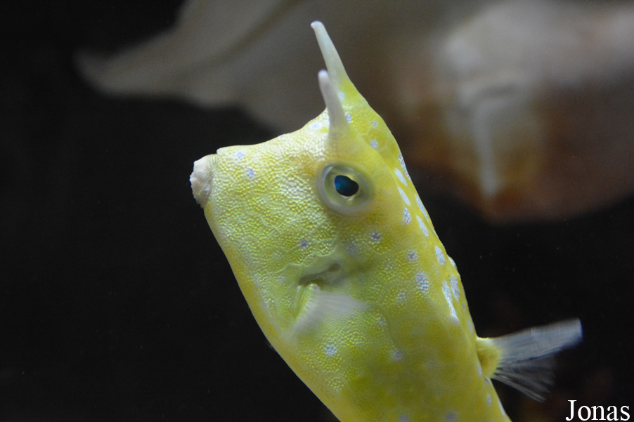 Lactoria cornuta