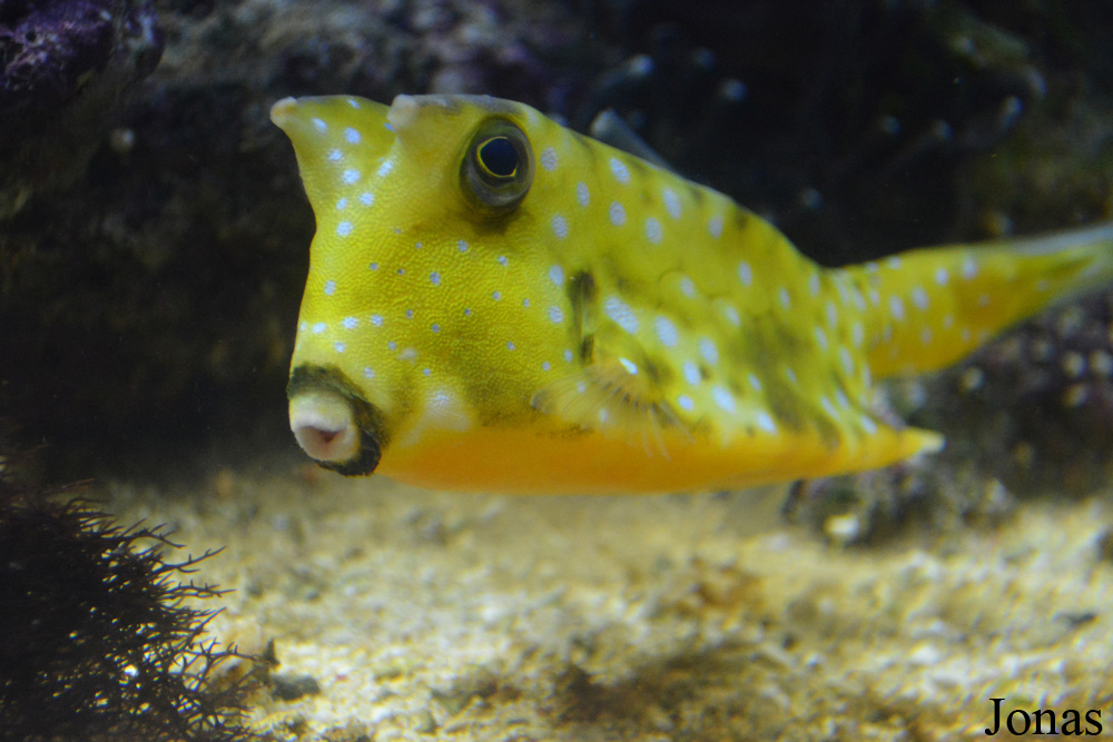 Lactoria cornuta
