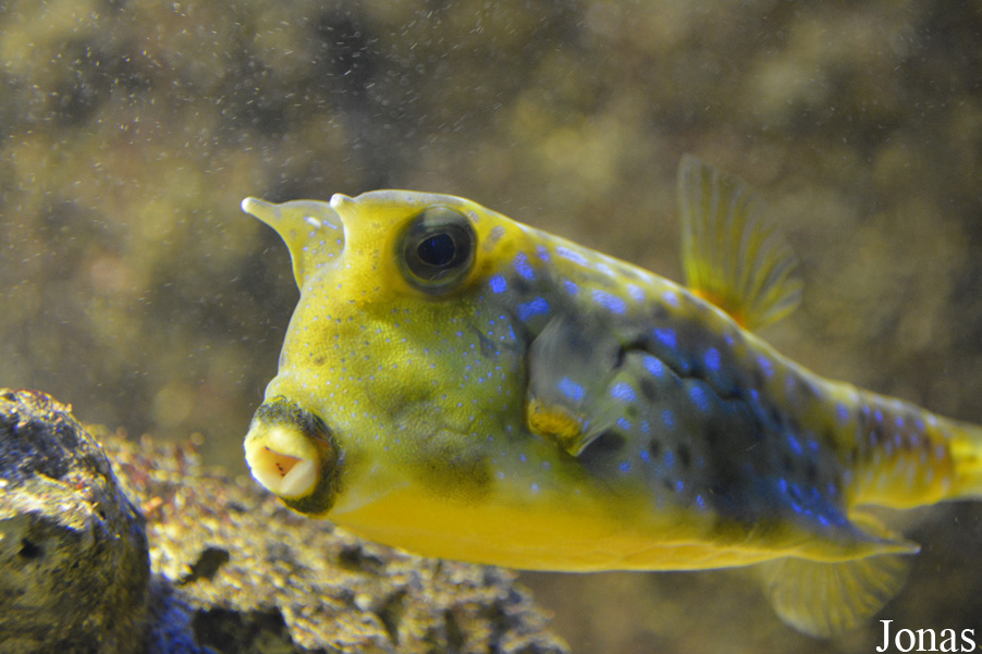 Lactoria cornuta