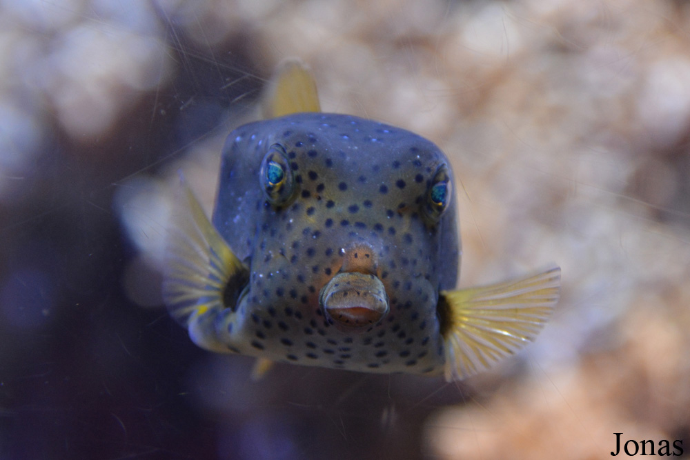 Ostracion cubicus