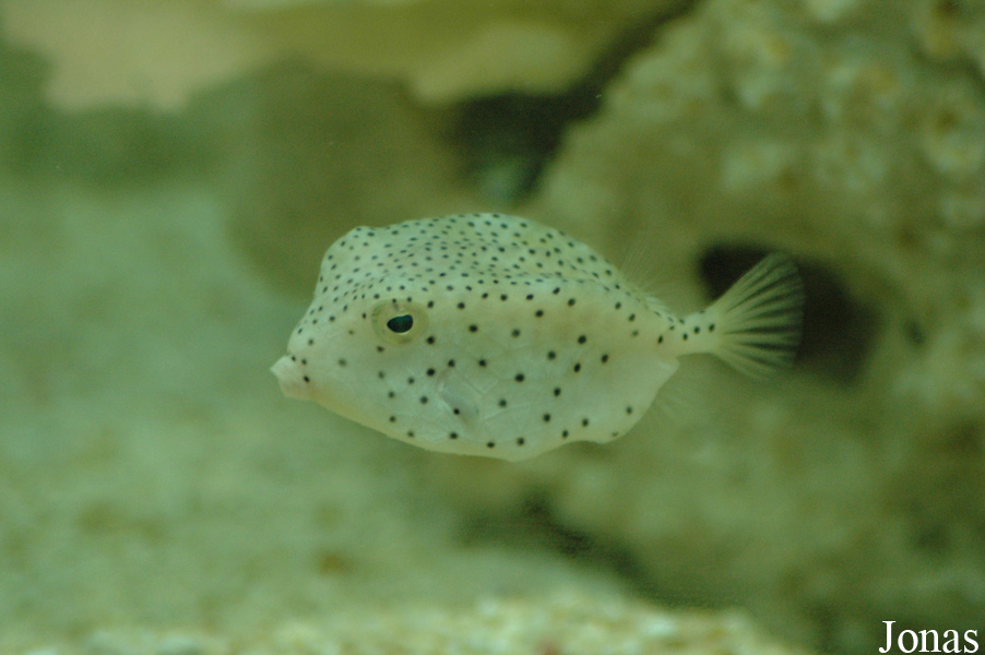 Ostracion cubicus