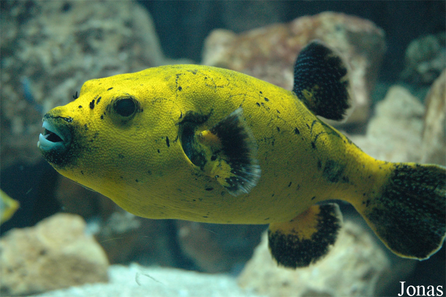 Arothron nigropunctatus