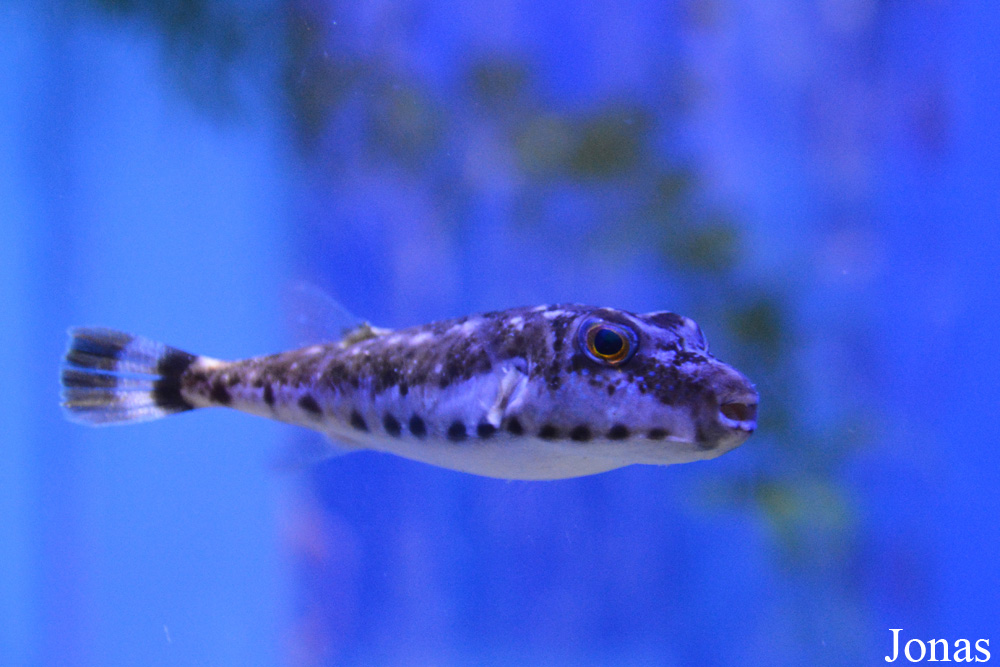 Sphoeroides spengleri