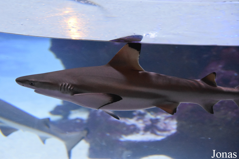 Carcharhinus melanopterus