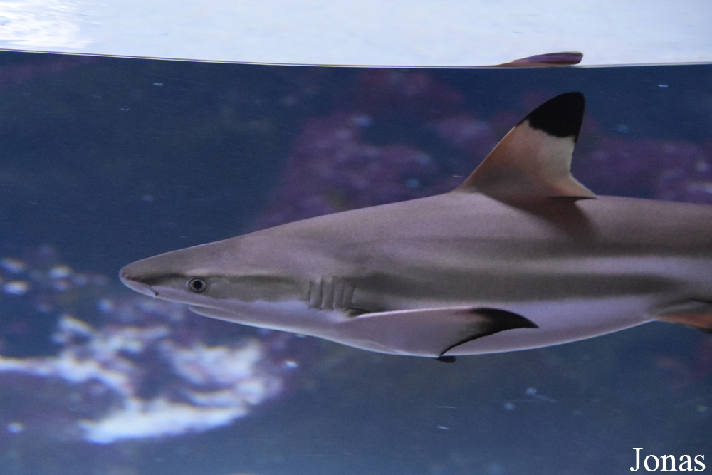 Carcharhinus melanopterus