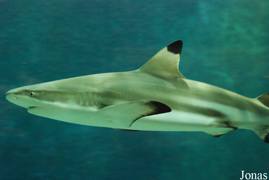 Carcharhinus melanopterus
