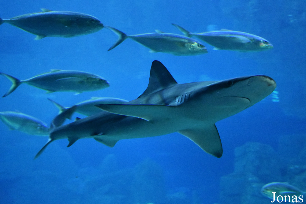 Carcharhinus plumbeus