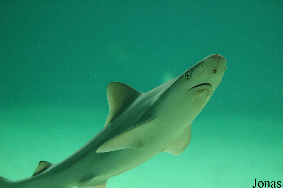 Carcharhinus plumbeus