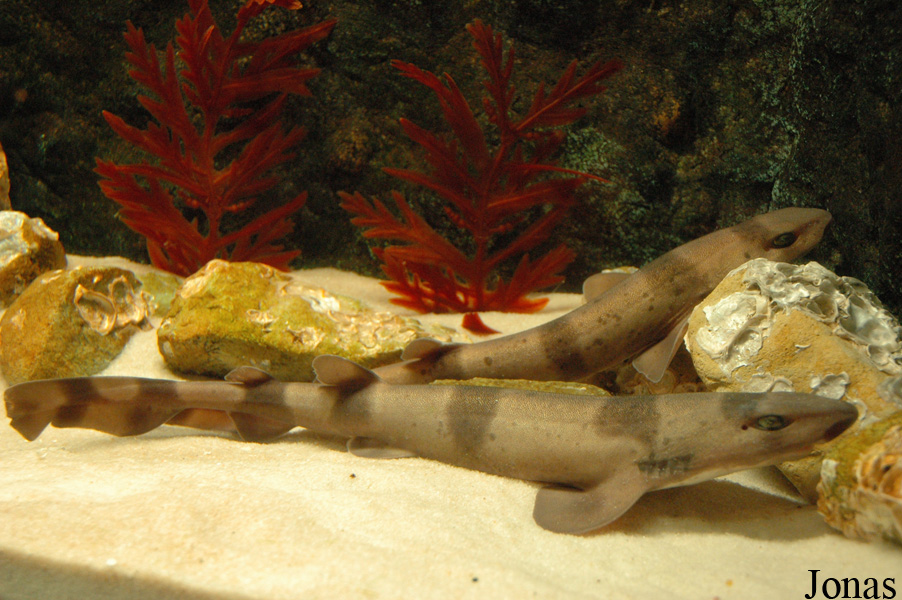 Cephaloscyllium umbratile