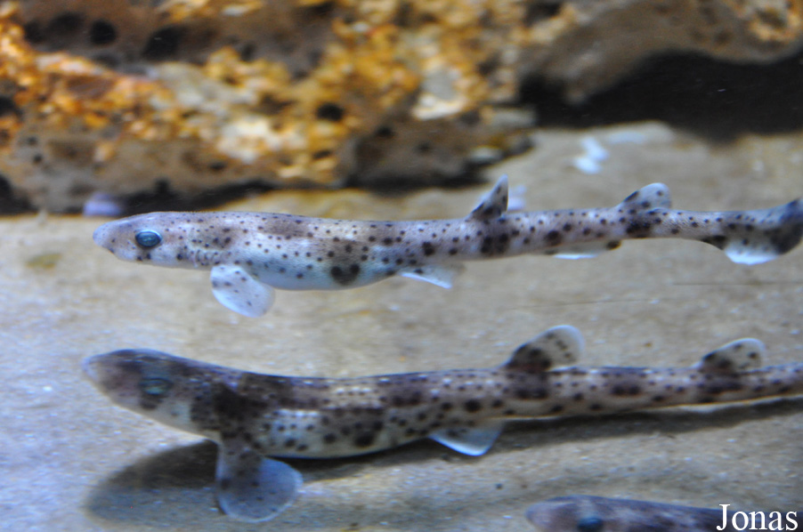 Scyliorhinus canicula