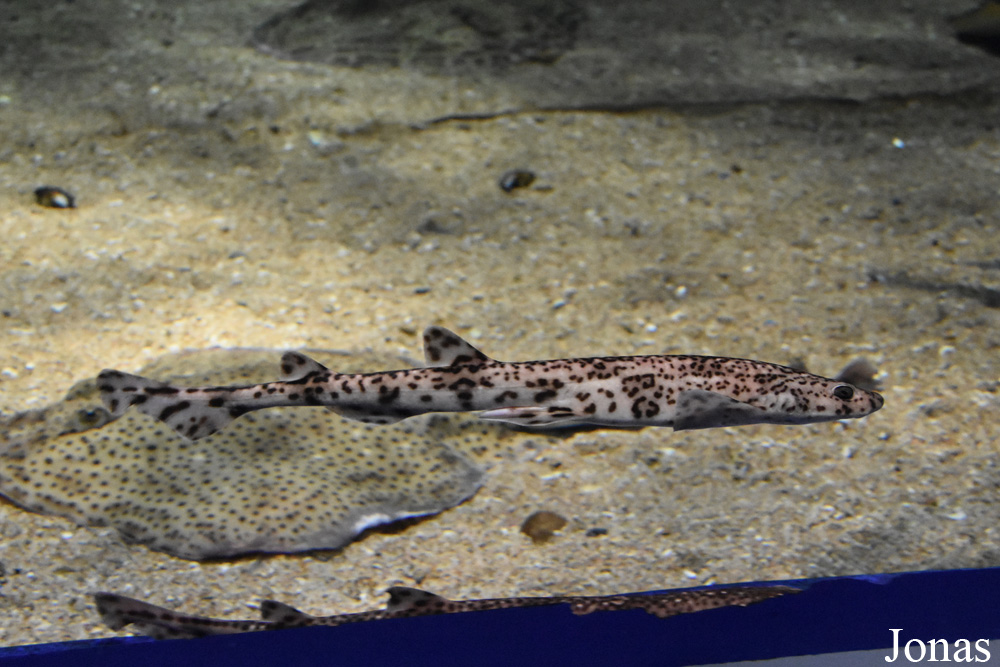 Scyliorhinus canicula