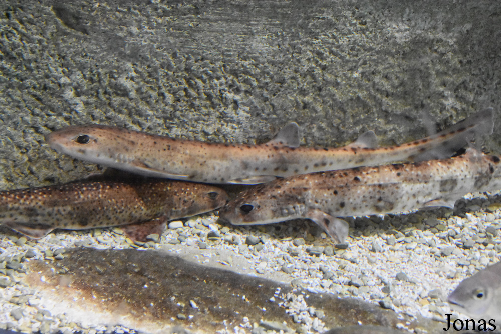 Scyliorhinus canicula