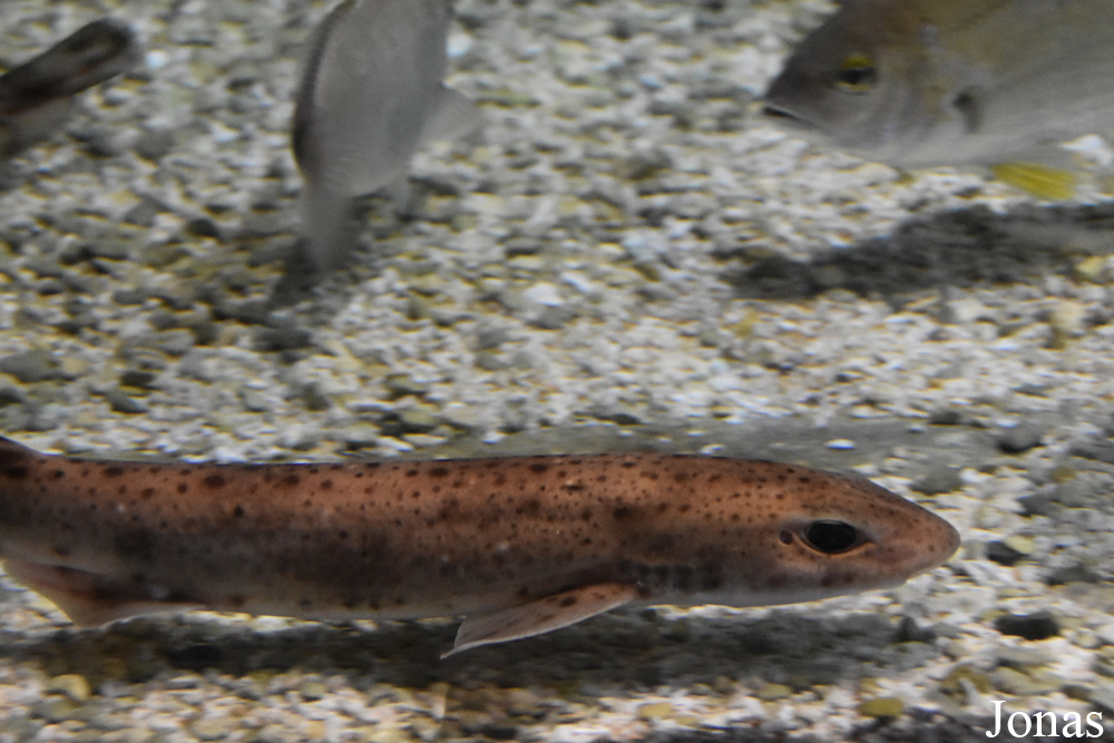 Scyliorhinus canicula