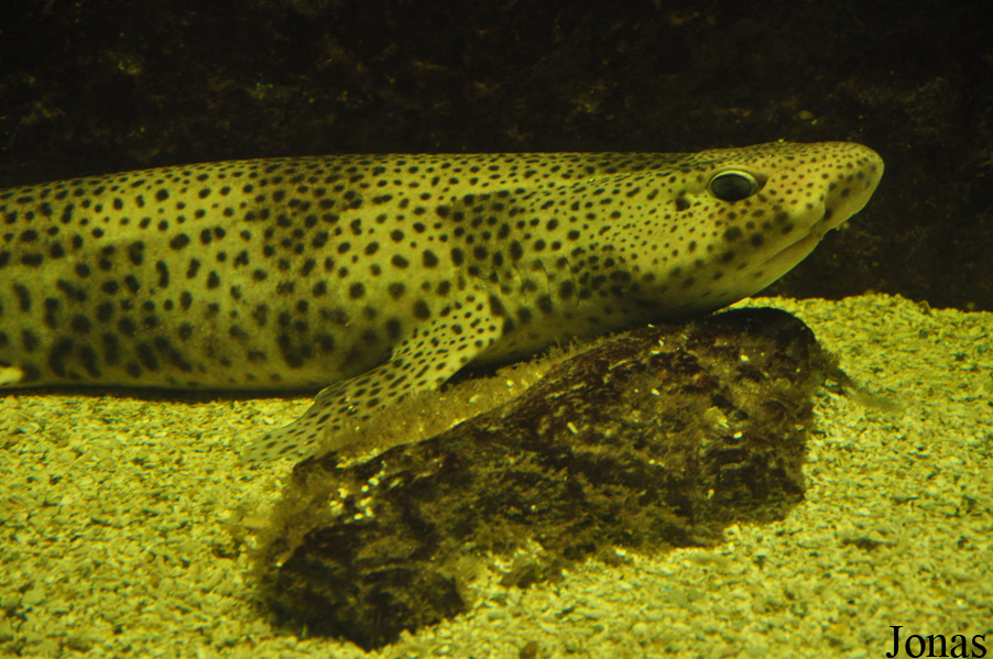 Scyliorhinus canicula