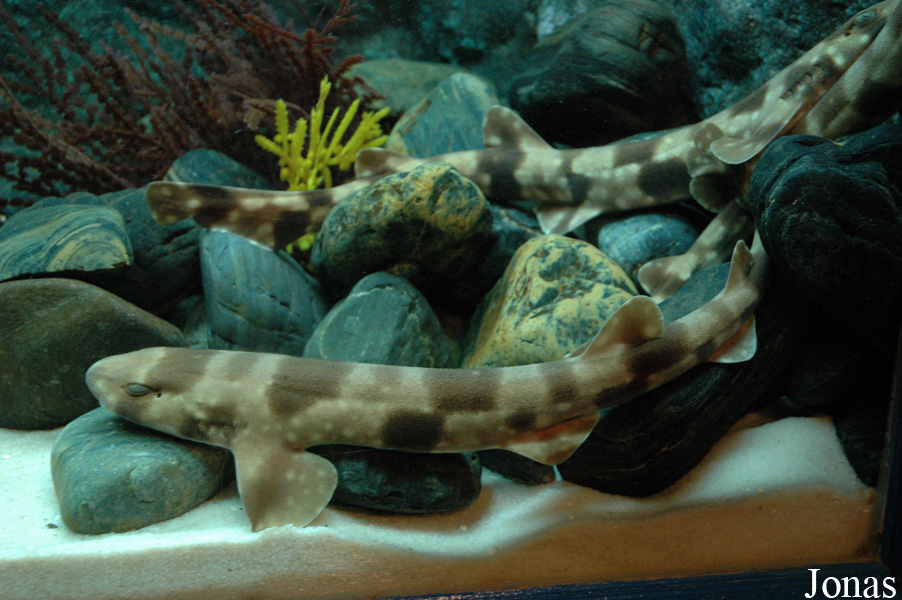 Scyliorhinus torazame