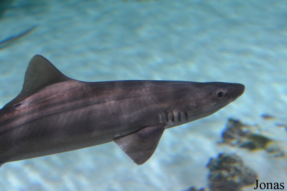 Mustelus canis
