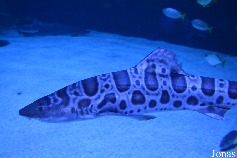 Triakis semifasciata