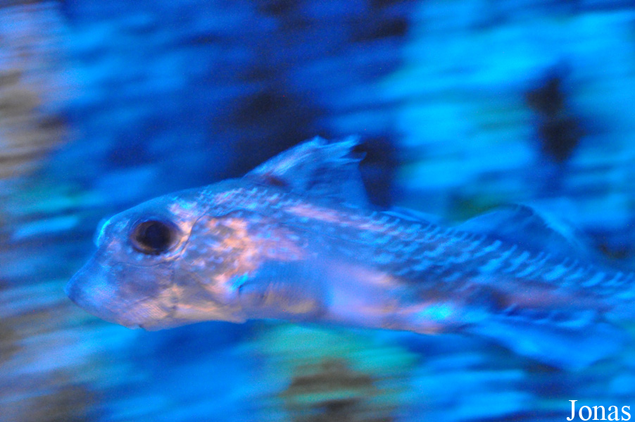 Hydrolagus colliei