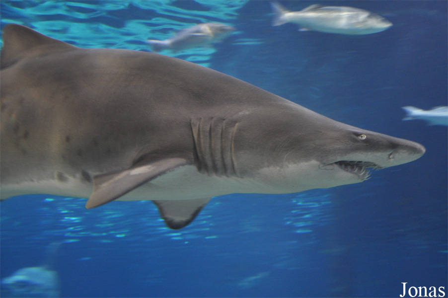 Carcharias taurus