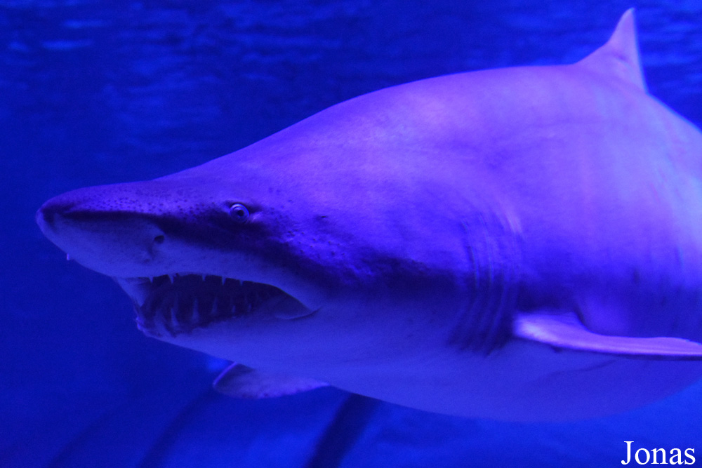 Carcharias taurus