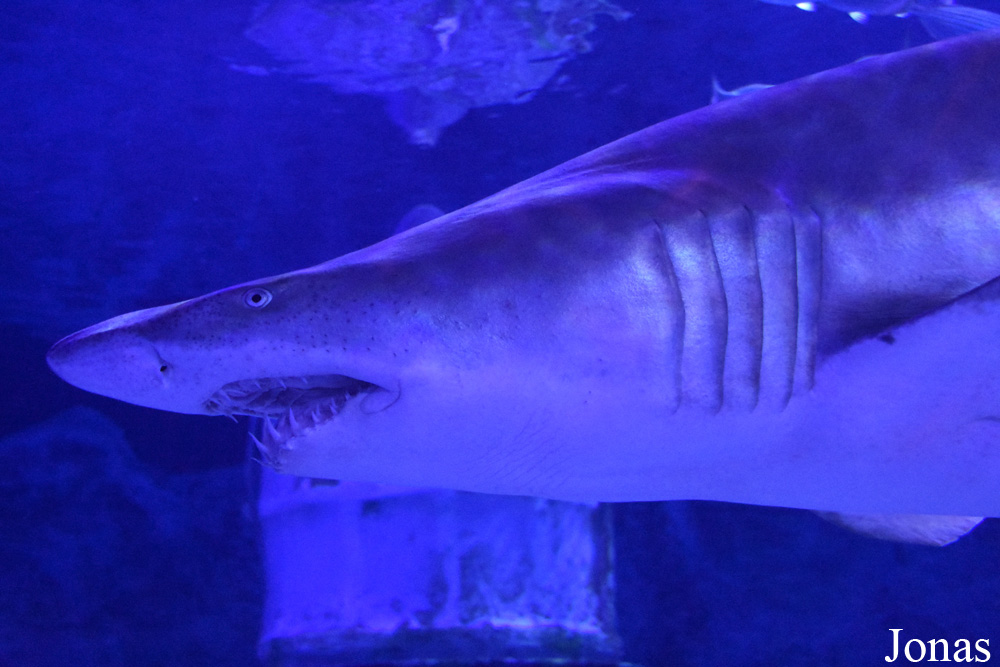 Carcharias taurus