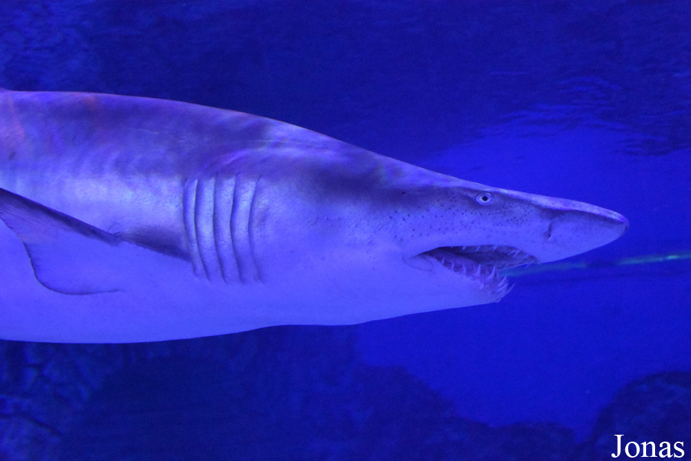 Carcharias taurus