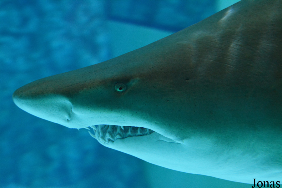 Carcharias taurus