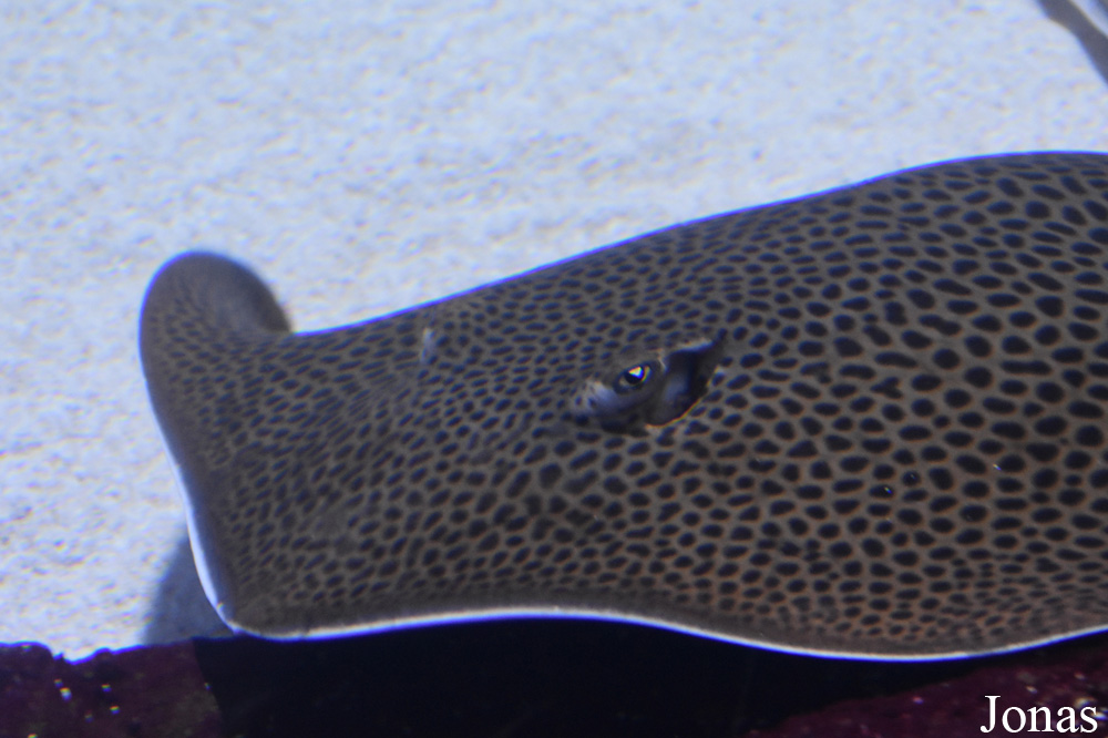 Himantura uarnak