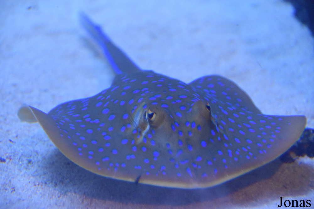 Taeniura lymma