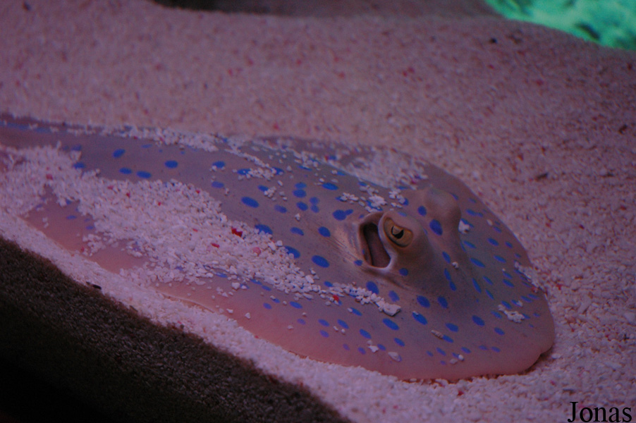 Taeniura lymma