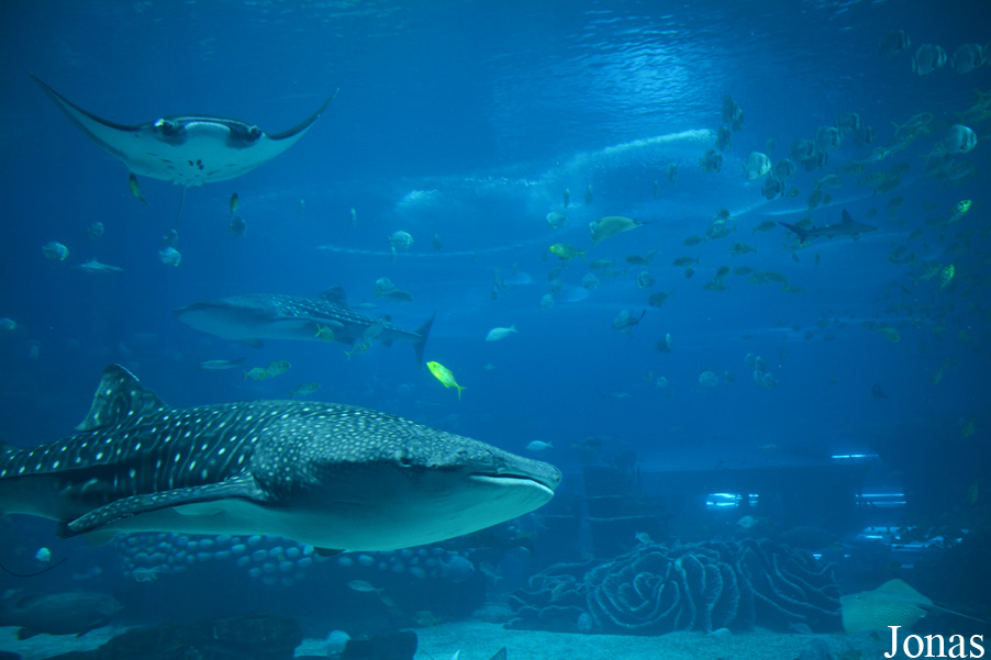 Manta birostris