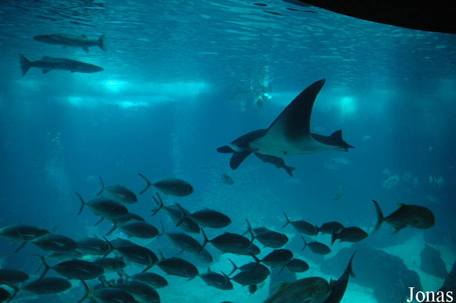 Mobula birostris