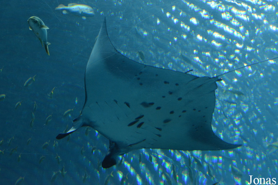 Mobula birostris