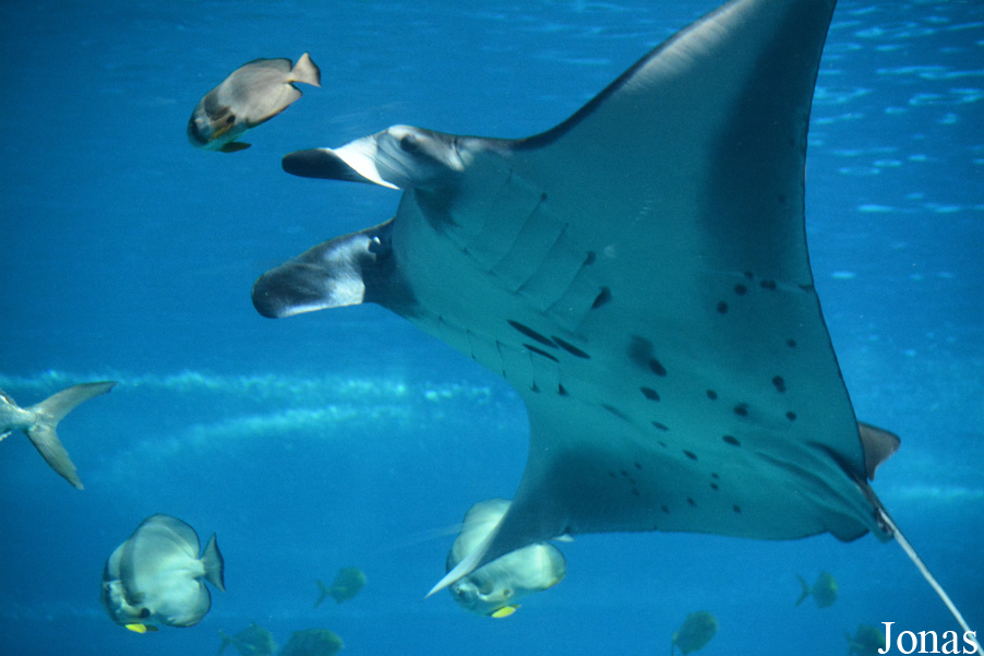 Mobula birostris