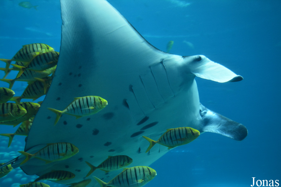 Mobula birostris