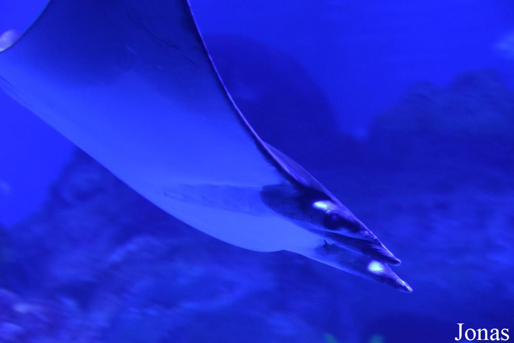 Mobula kuhlii