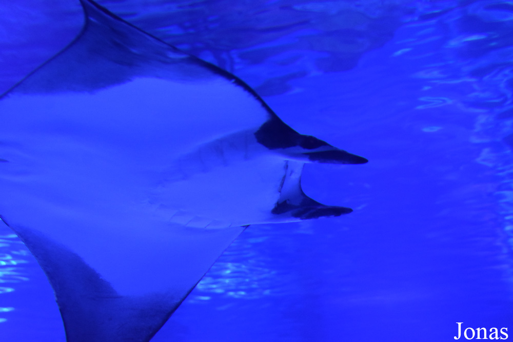 Mobula kuhlii