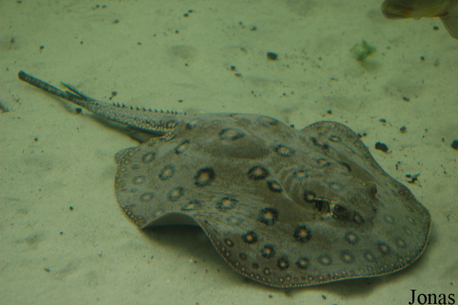 Potamotrygon motoro