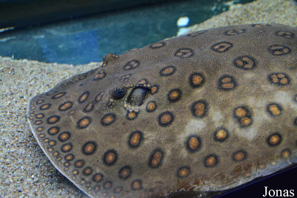 Potamotrygon motoro