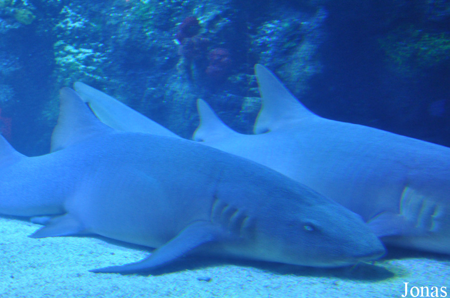 Ginglymostoma cirratum