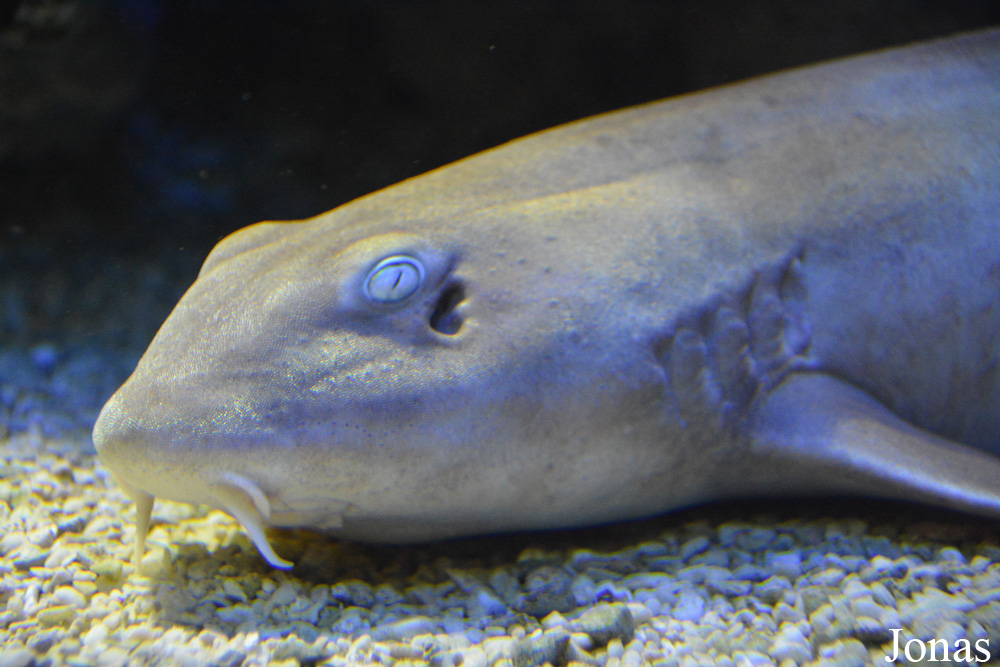 Chiloscyllium punctatum