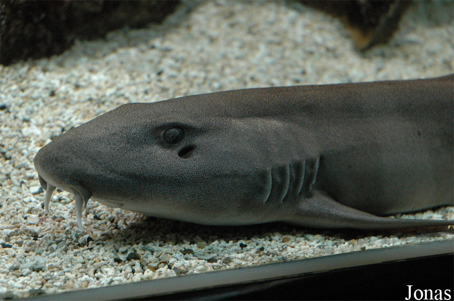 Chiloscyllium punctatum