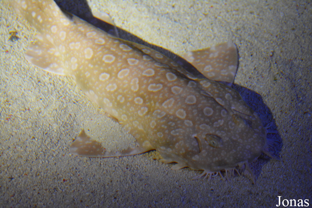 Orectolobus maculatus