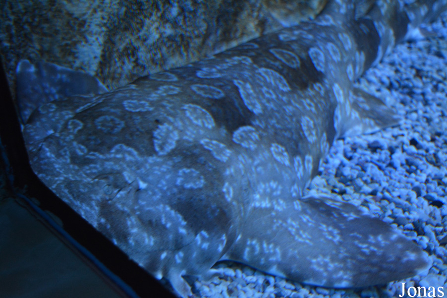Orectolobus ornatus