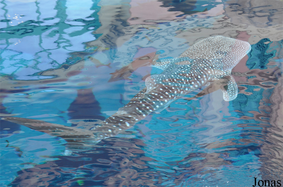 Rhincodon typus