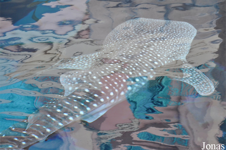 Rhincodon typus