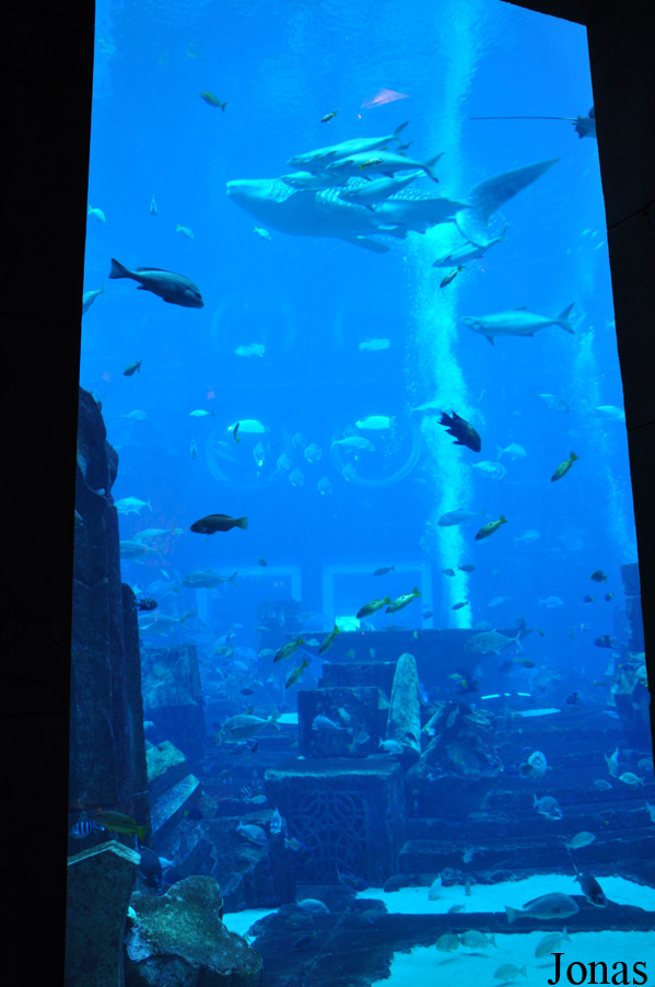 Rhincodon typus