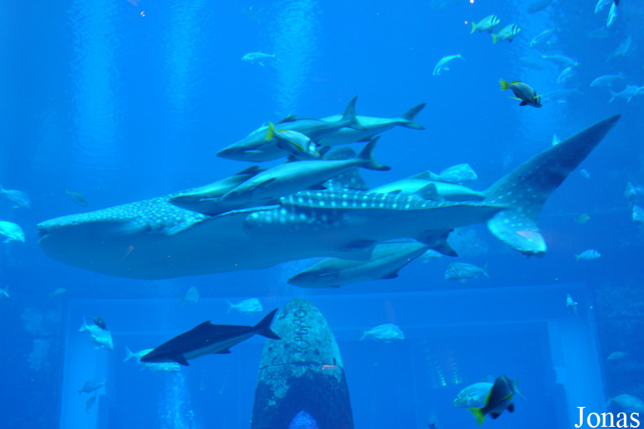 Rhincodon typus