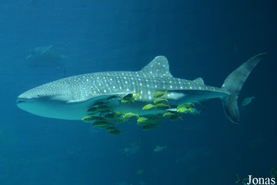 Rhincodon typus